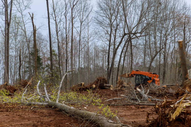Best Fruit Tree Pruning  in Strathmore, NJ